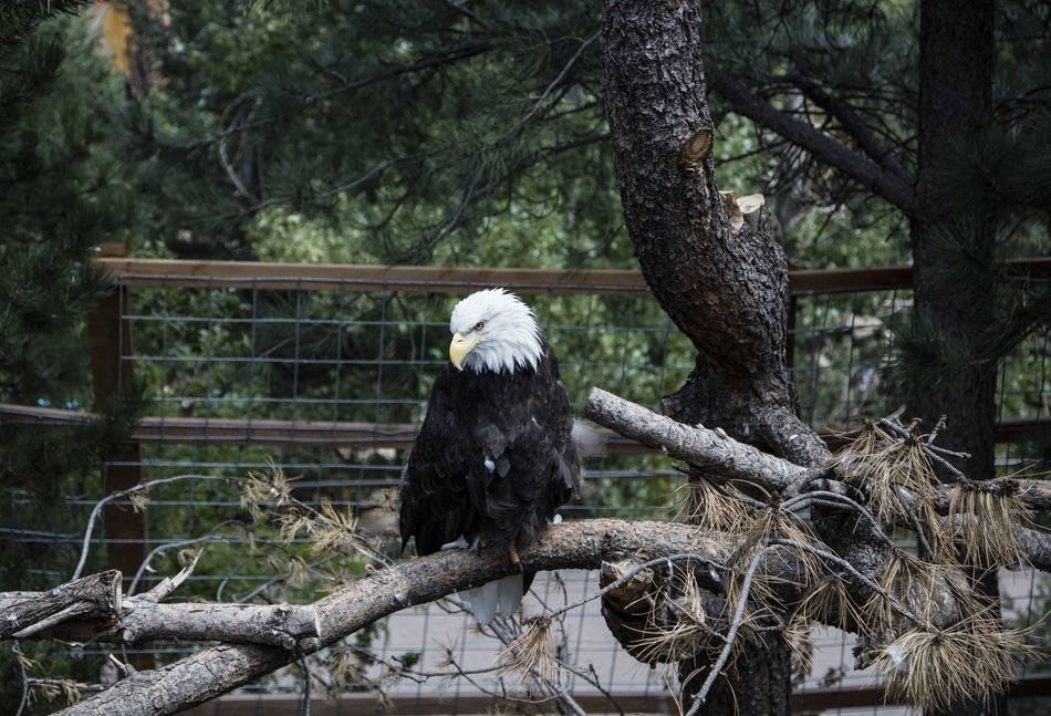 bald eagle in the zoo
