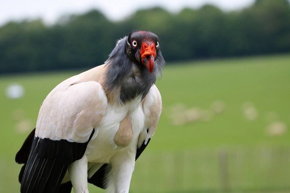 portrait of the king of vultures among nature