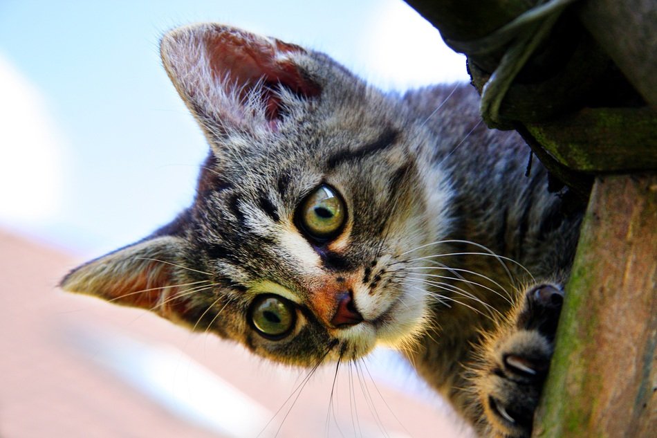 gray kitten with green eyes