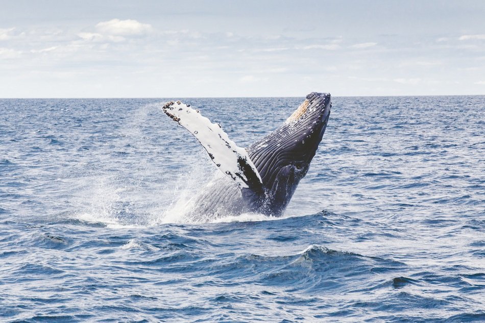 Big whale emerges from the water
