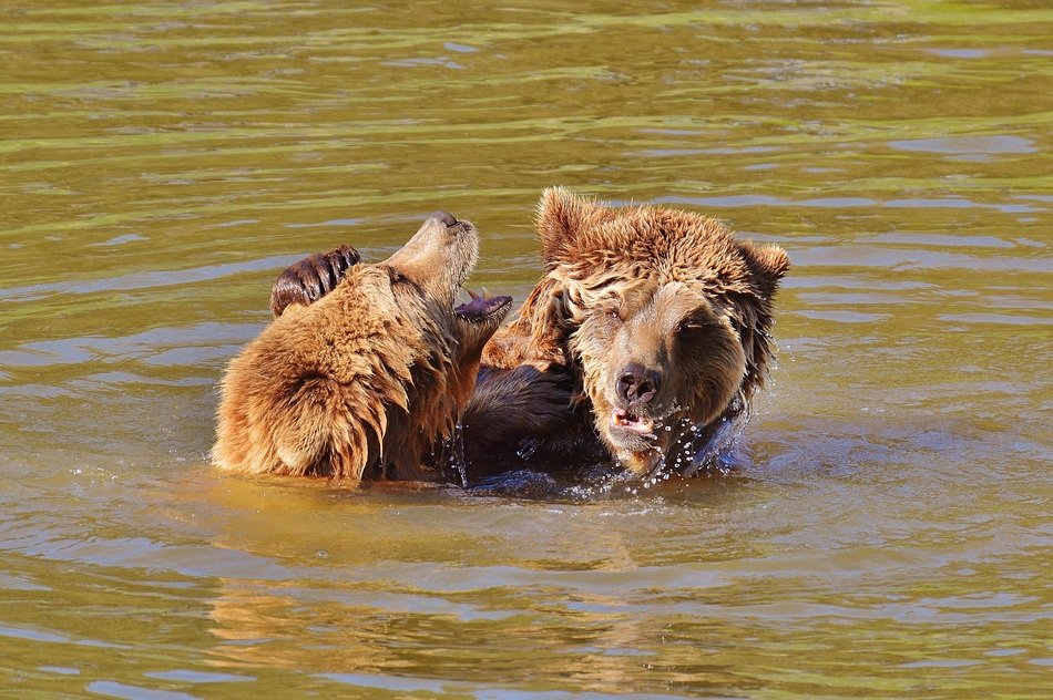 two bears bathing in the water