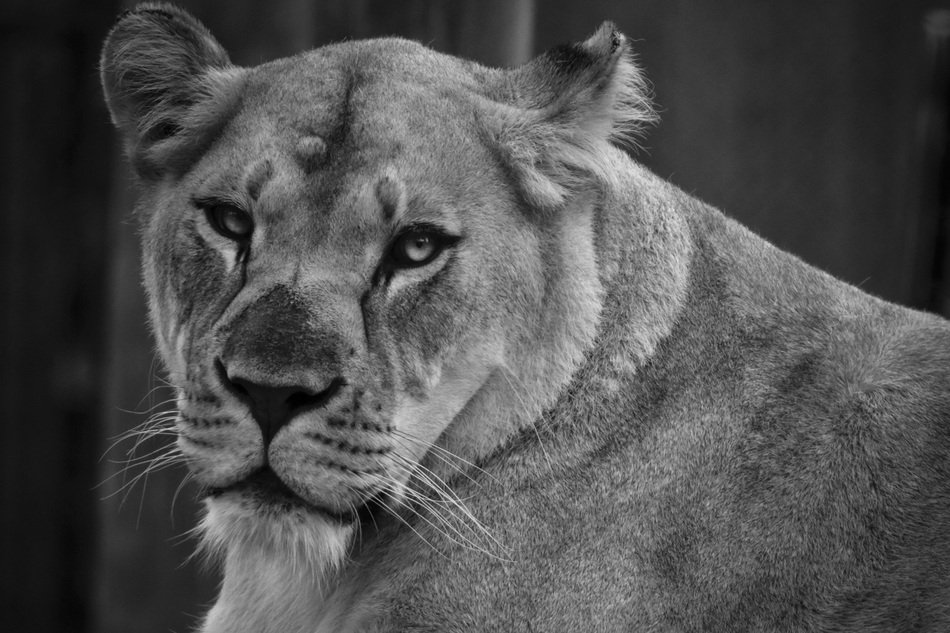 charming Lioness Female