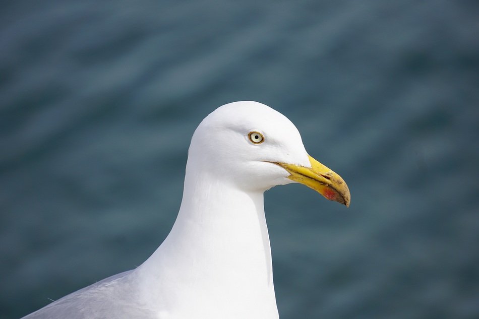 Beautiful white seagull at the background of water