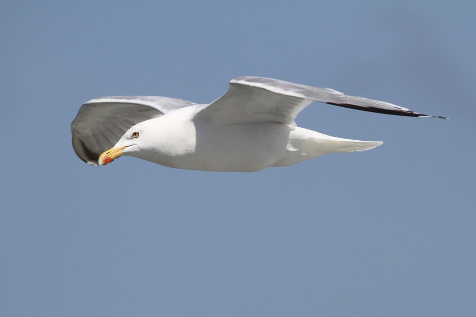 large herring gull