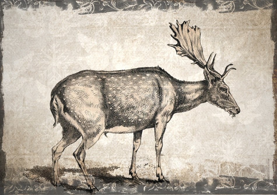 perfect beautiful Deer Wildlife drawing