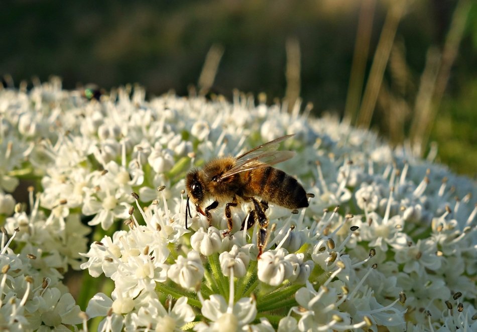 Bee collects pollen from flower