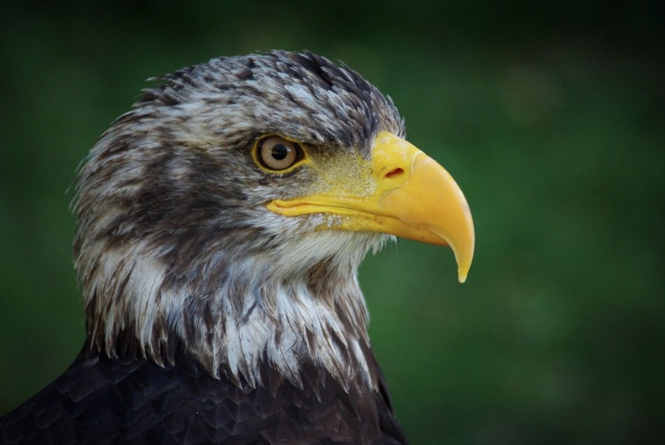 Beautiful adler bald eagle
