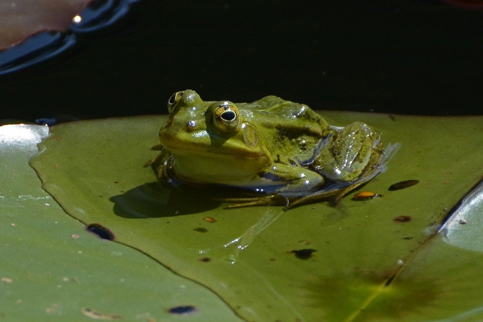 Green Frog on a green sheet