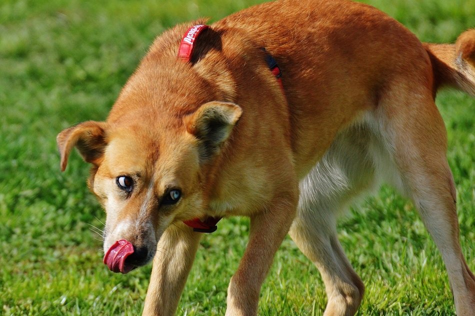 grimace of a red dog