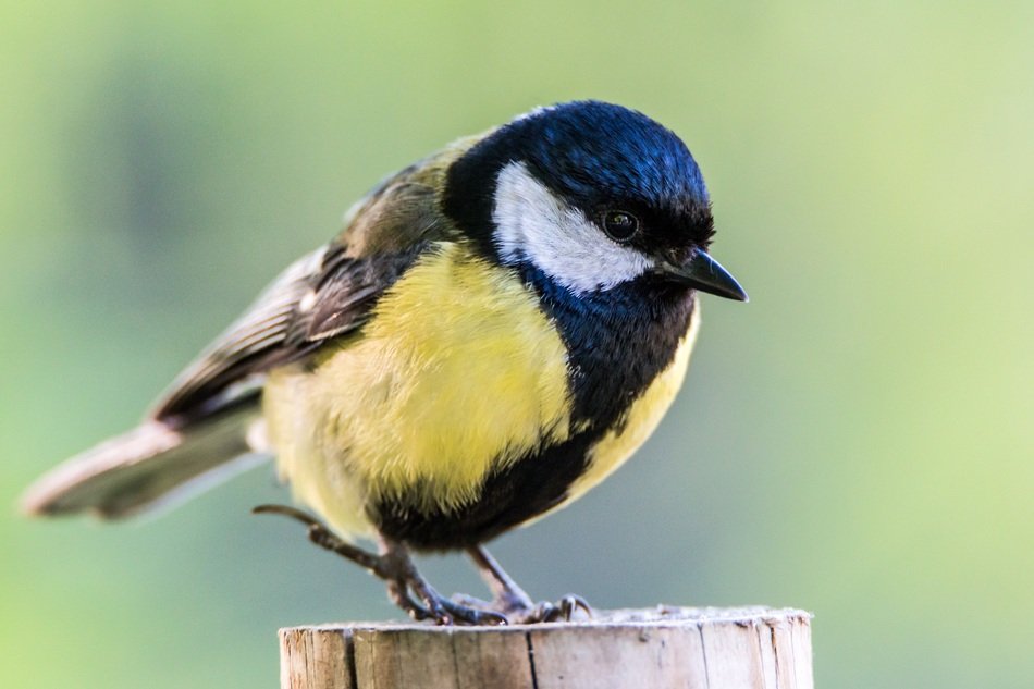 Chickadee, bird on pile close up
