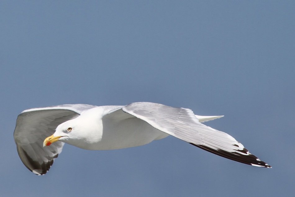 white seagull floating in the air