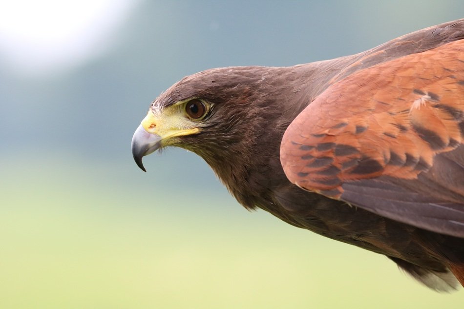 picture of the Harris Hawk bird
