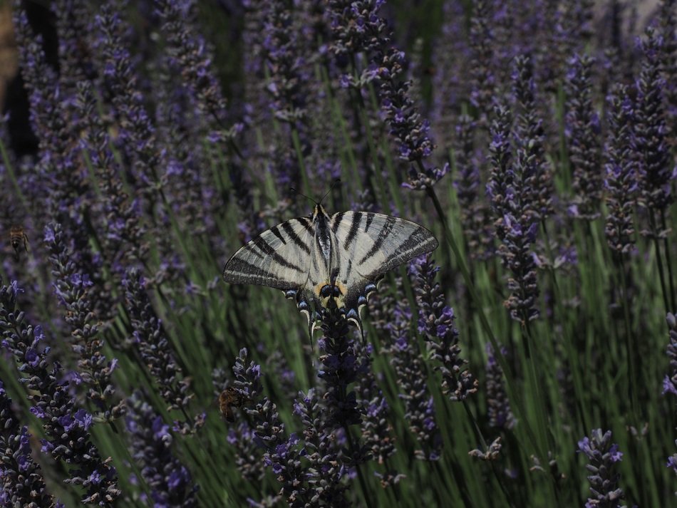 dovetail on the lavender field