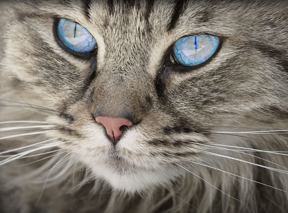 Portrait of the cat