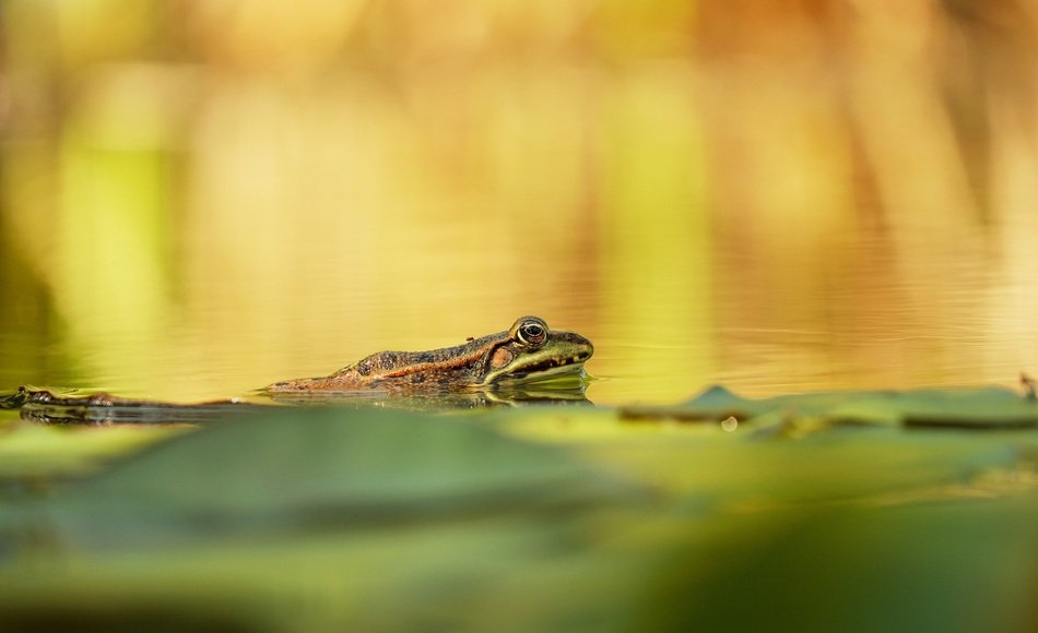 Beautiful Water Frog on the plants on water