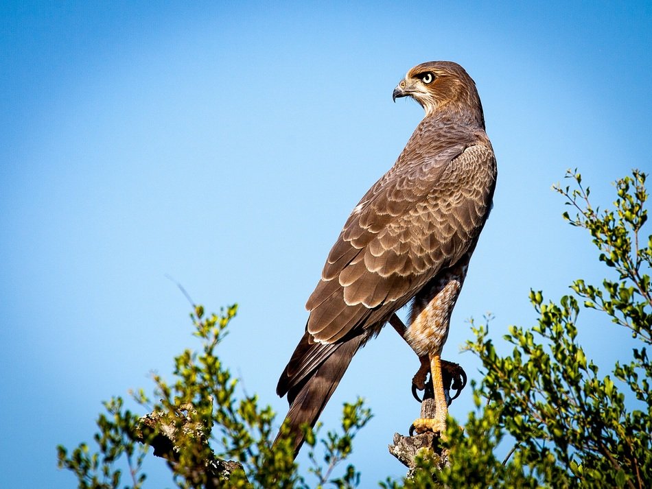 wonderful and beautiful Falcon
