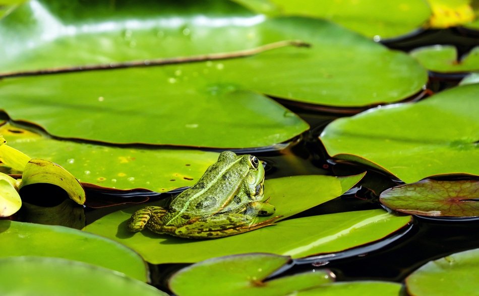 water leaf on the pumila leaf