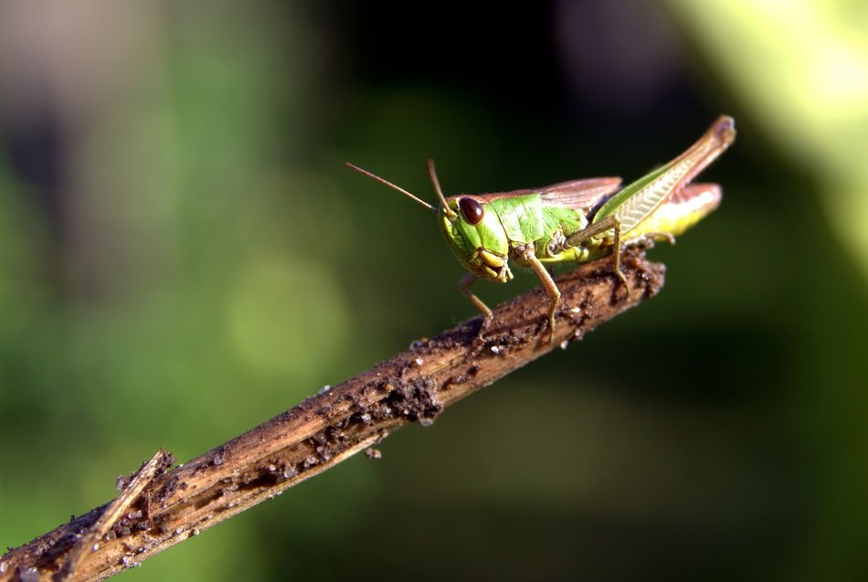 grasshopper on the stem of a plant