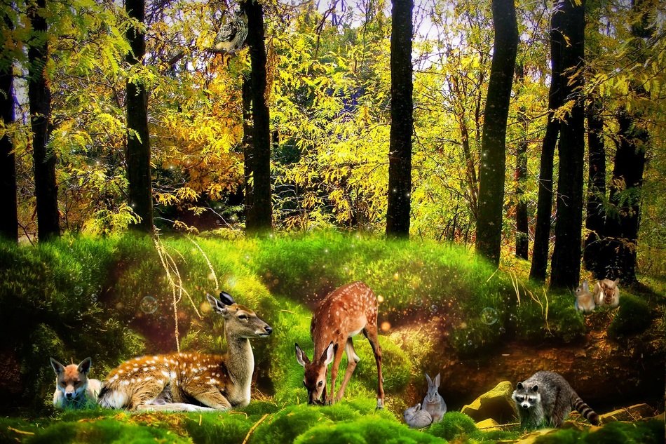 Pictures of forest animals on the edge of the forest, digital art