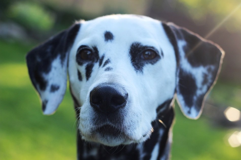 head of dalmatians close up