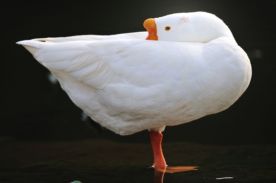 White single goose