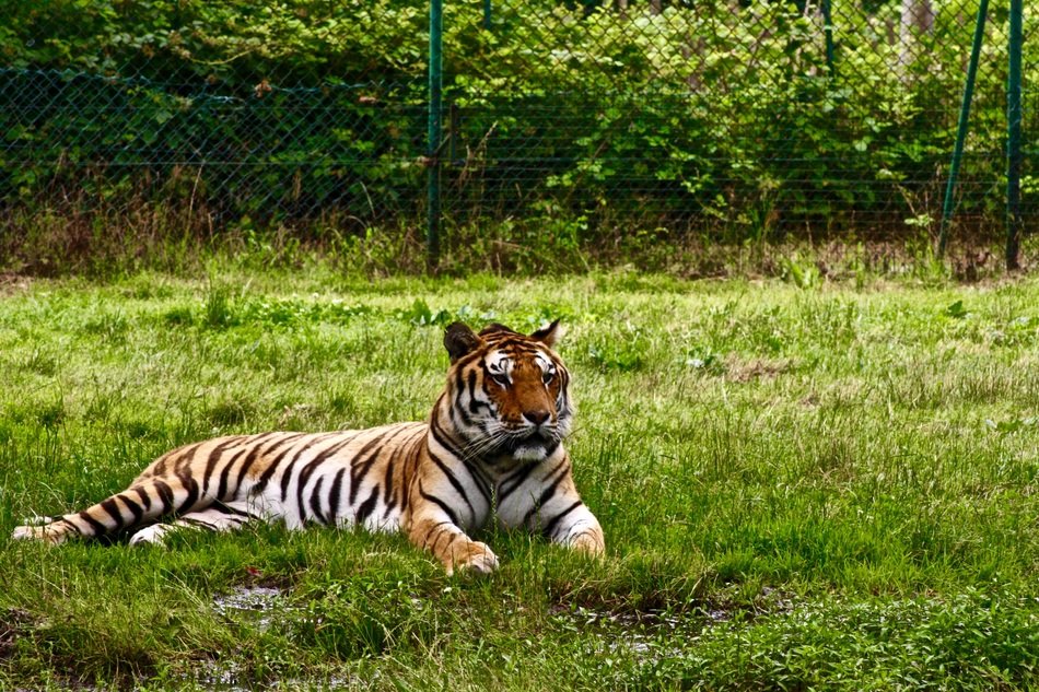 graceful tiger is lying on the grass in Safari