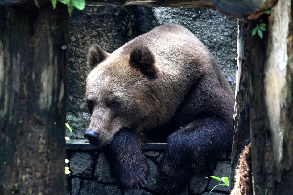 charming Bear among the trees