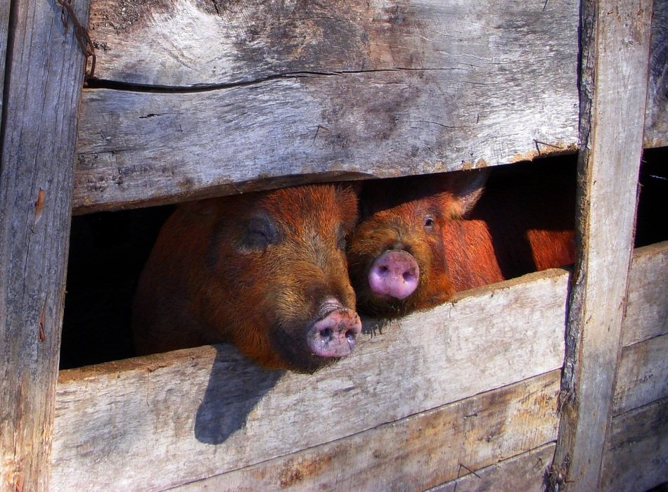 pigs in the pigpen