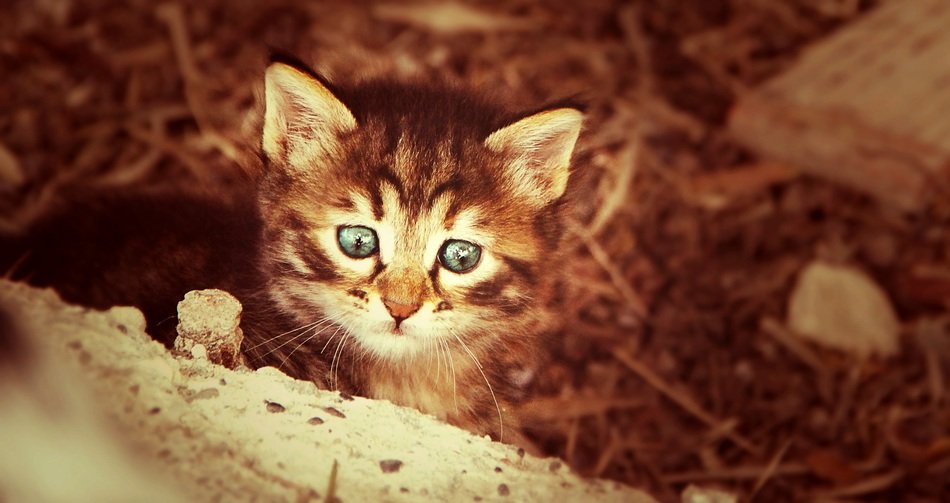 domestic kitten away from home