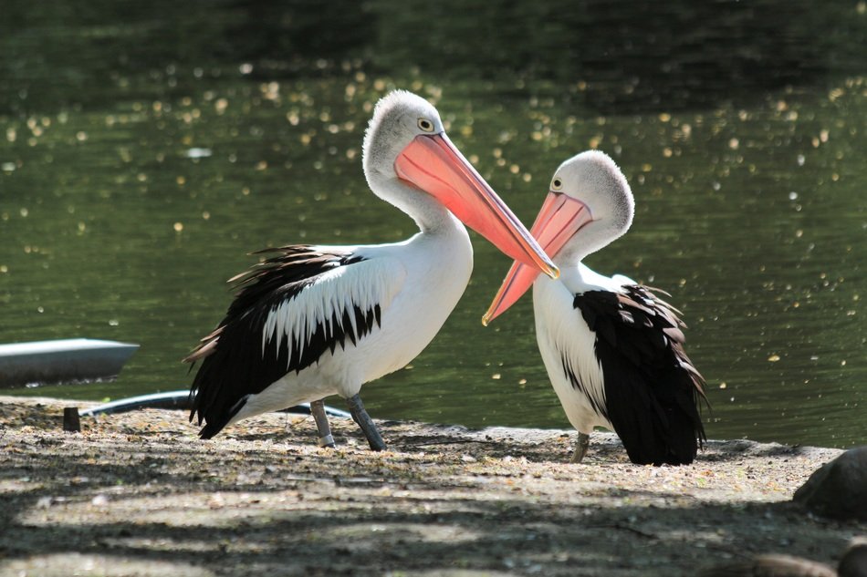 Pelikans near the water