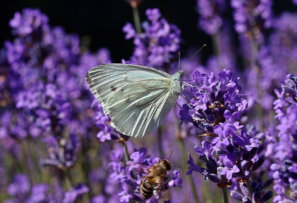small white on the lavender field