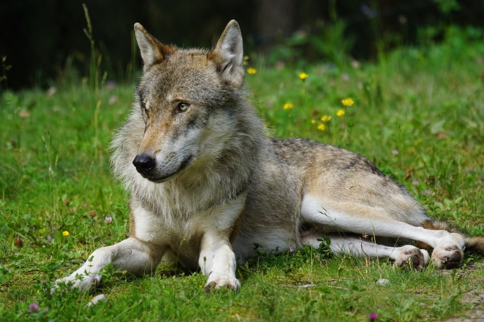 Wolf in the wildlife