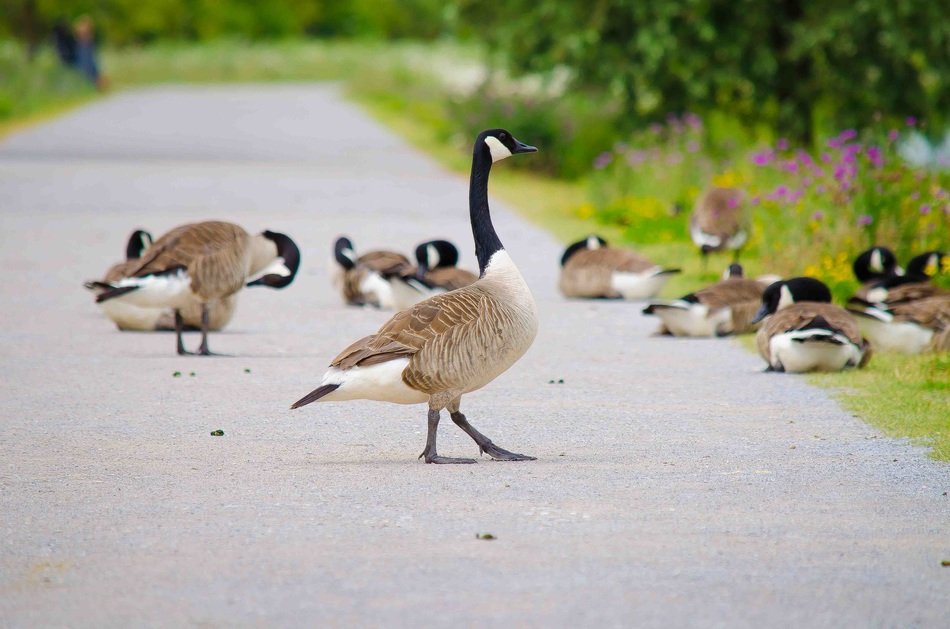 wild geese on the road