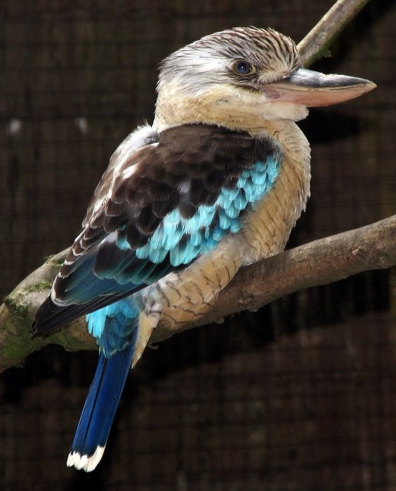 portrait of kookaburra