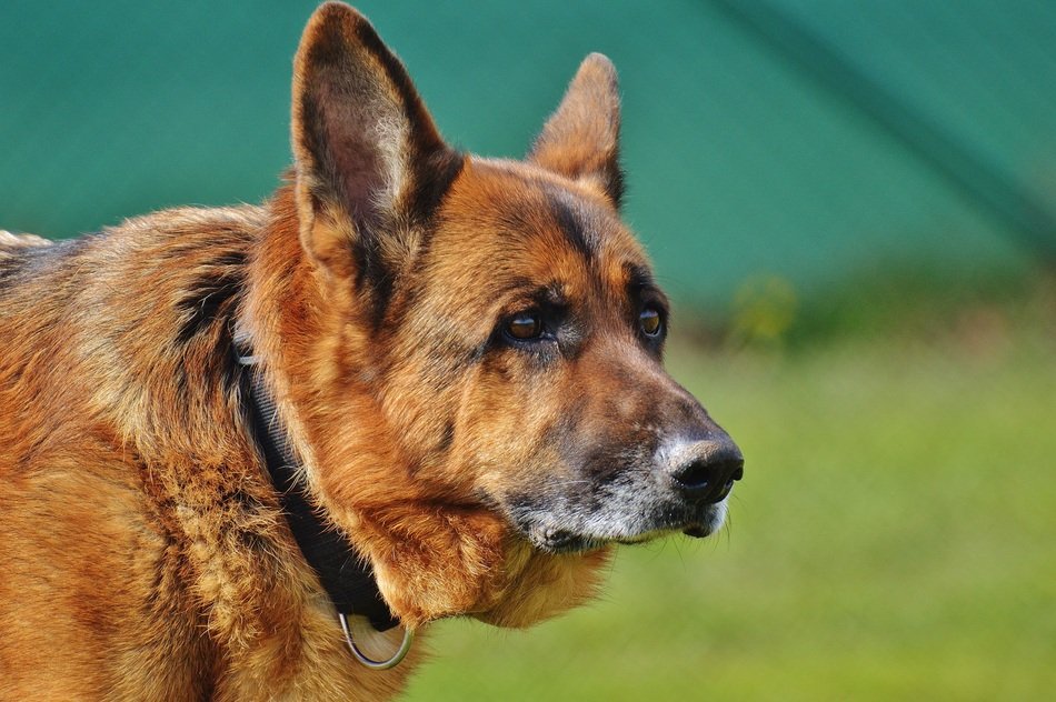 schäfer dog portrait,