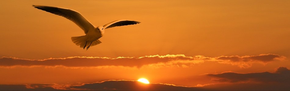 seagull in flight over orange sunset