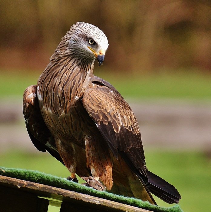 Bird Of Prey in wildpark