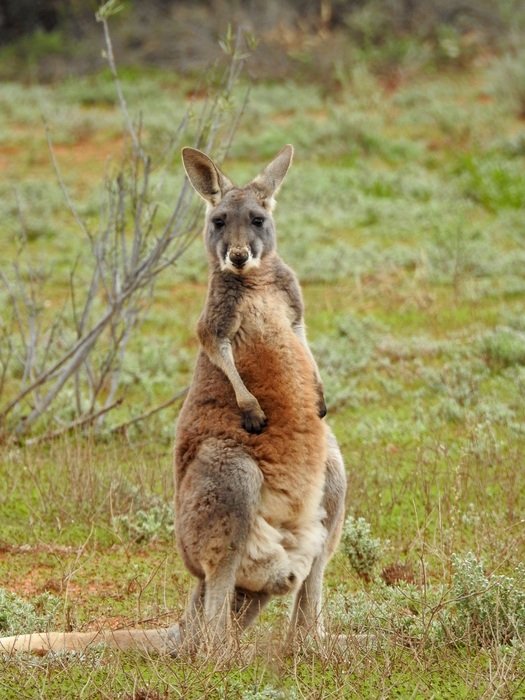 hi, I'm kangaroo.