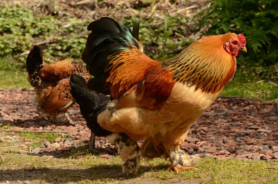 domestic chickens in nature