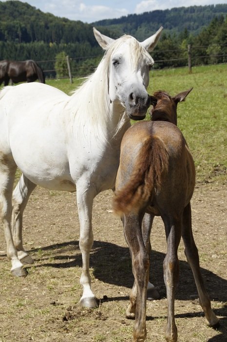 young horse with mother