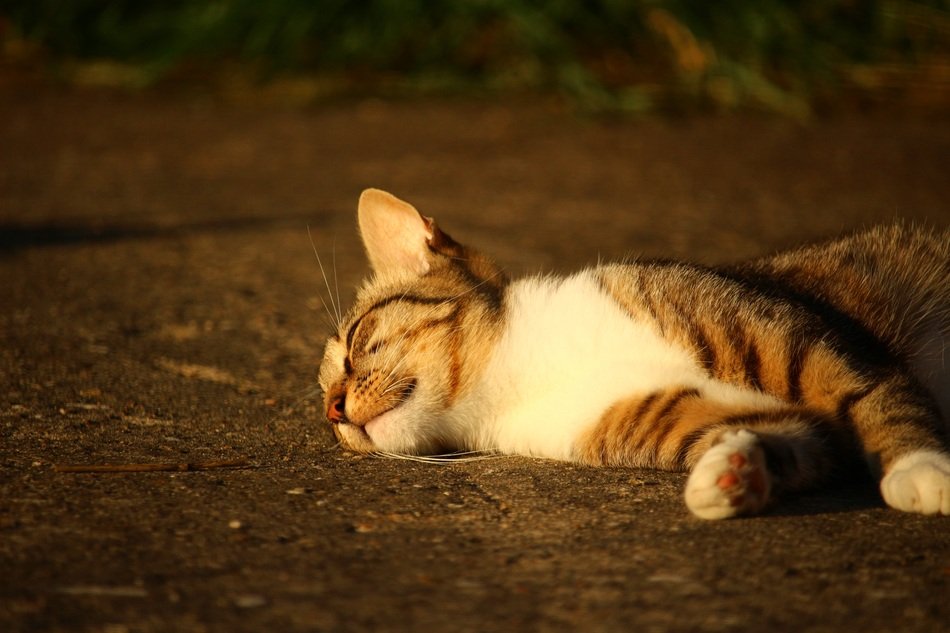 striped kitten sleeping in the fresh air