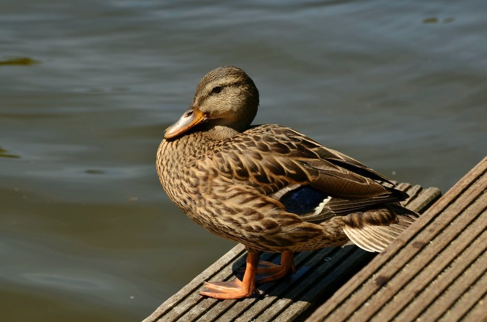 female mallard on the pier