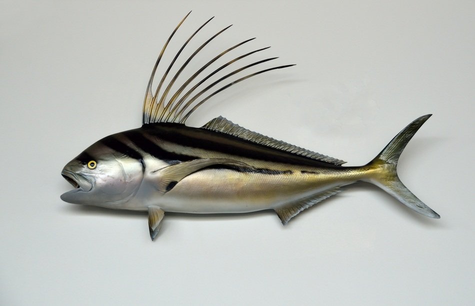 Rooster Fish at white background