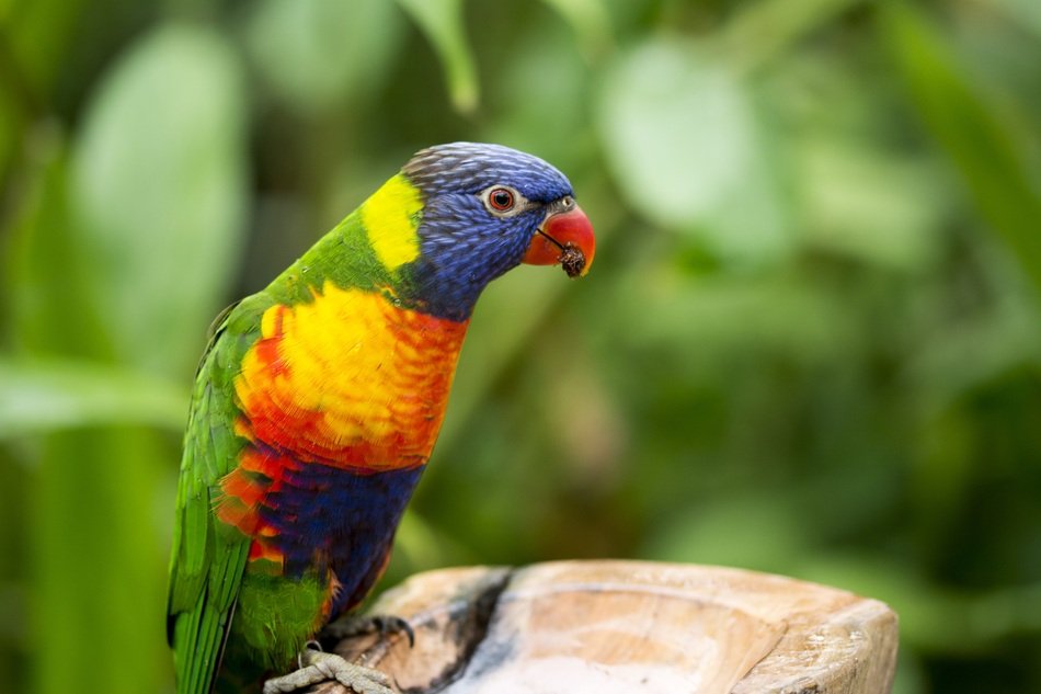 tropical multicolored parrot on a log among the plants
