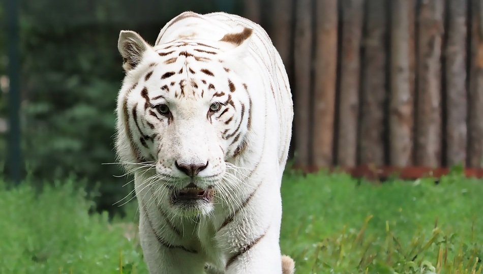photo of the white tiger