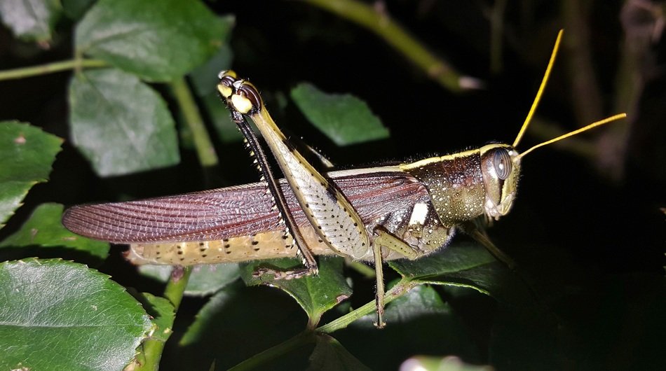 grasshopper on green leaves