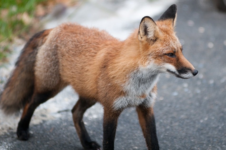fox on the street