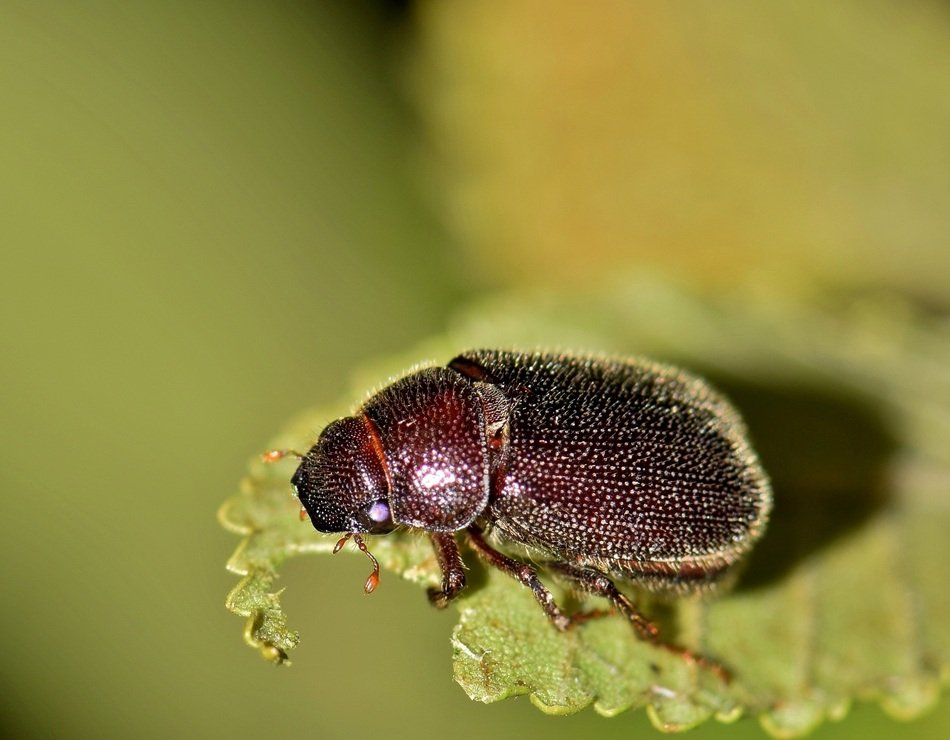 june beetle on a green leaf close up