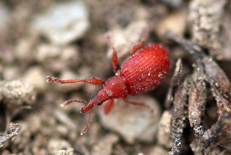 red beetle in the sand in the garden