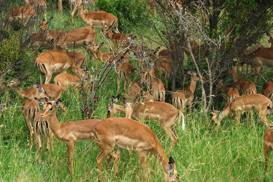 antelopes among the green grass in the savannah
